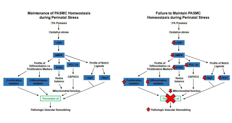 AJP-Lung Cellular and Molecular Physiology tweet media