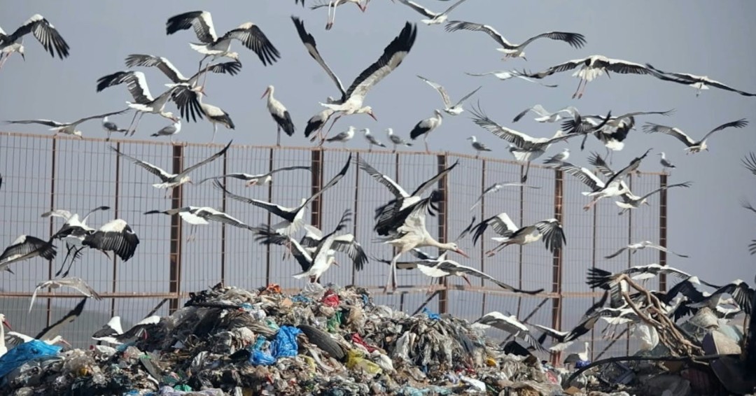 Info vétérinaire tweet media