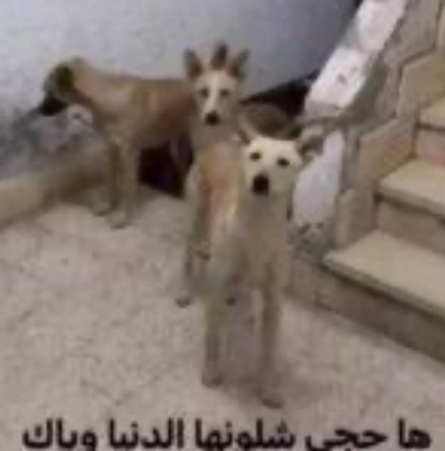 سَّدف tweet media