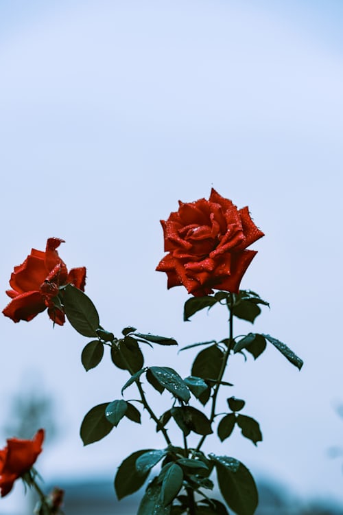 Kamal Khan tweet media