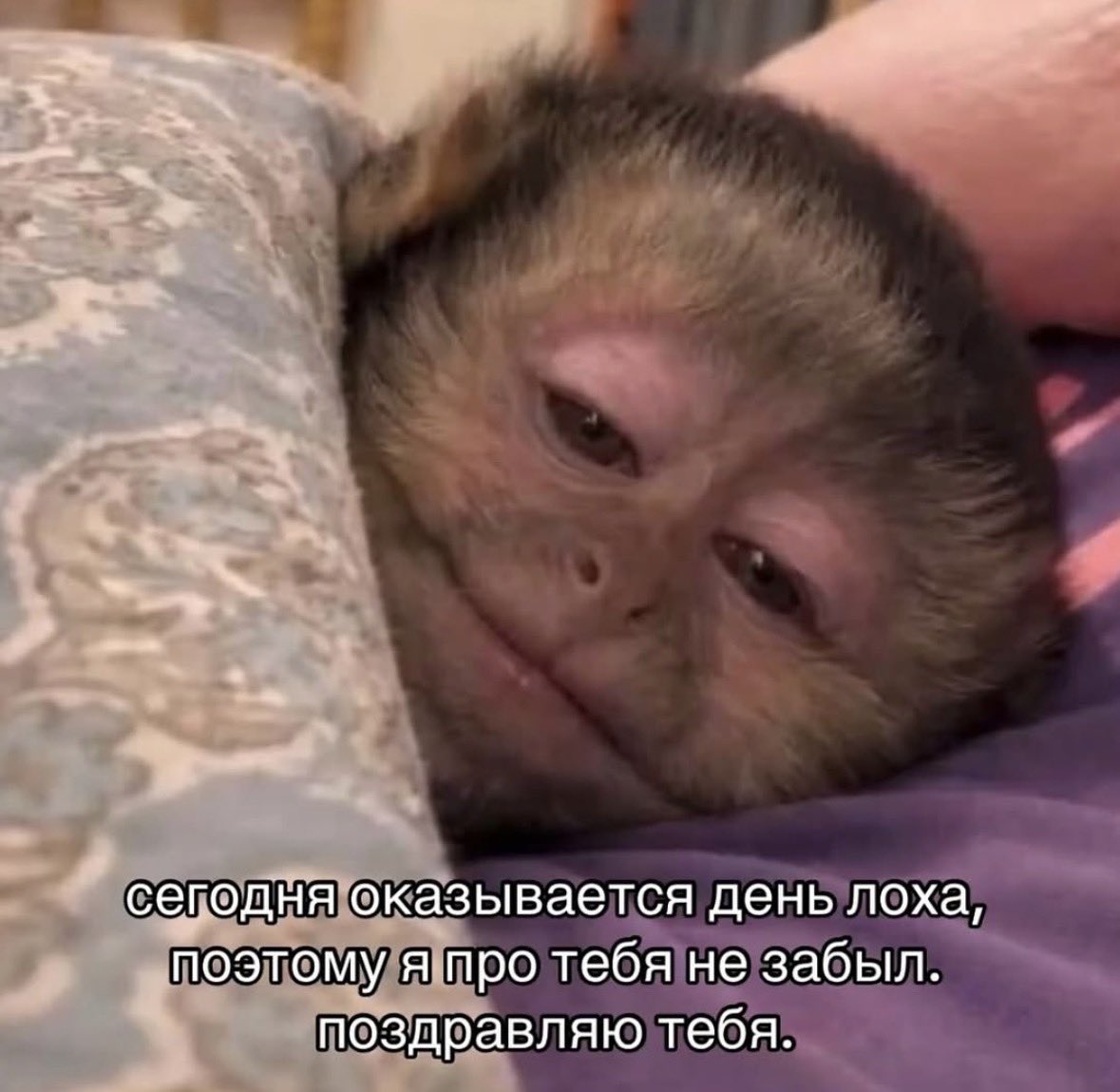 собачья королева tweet media