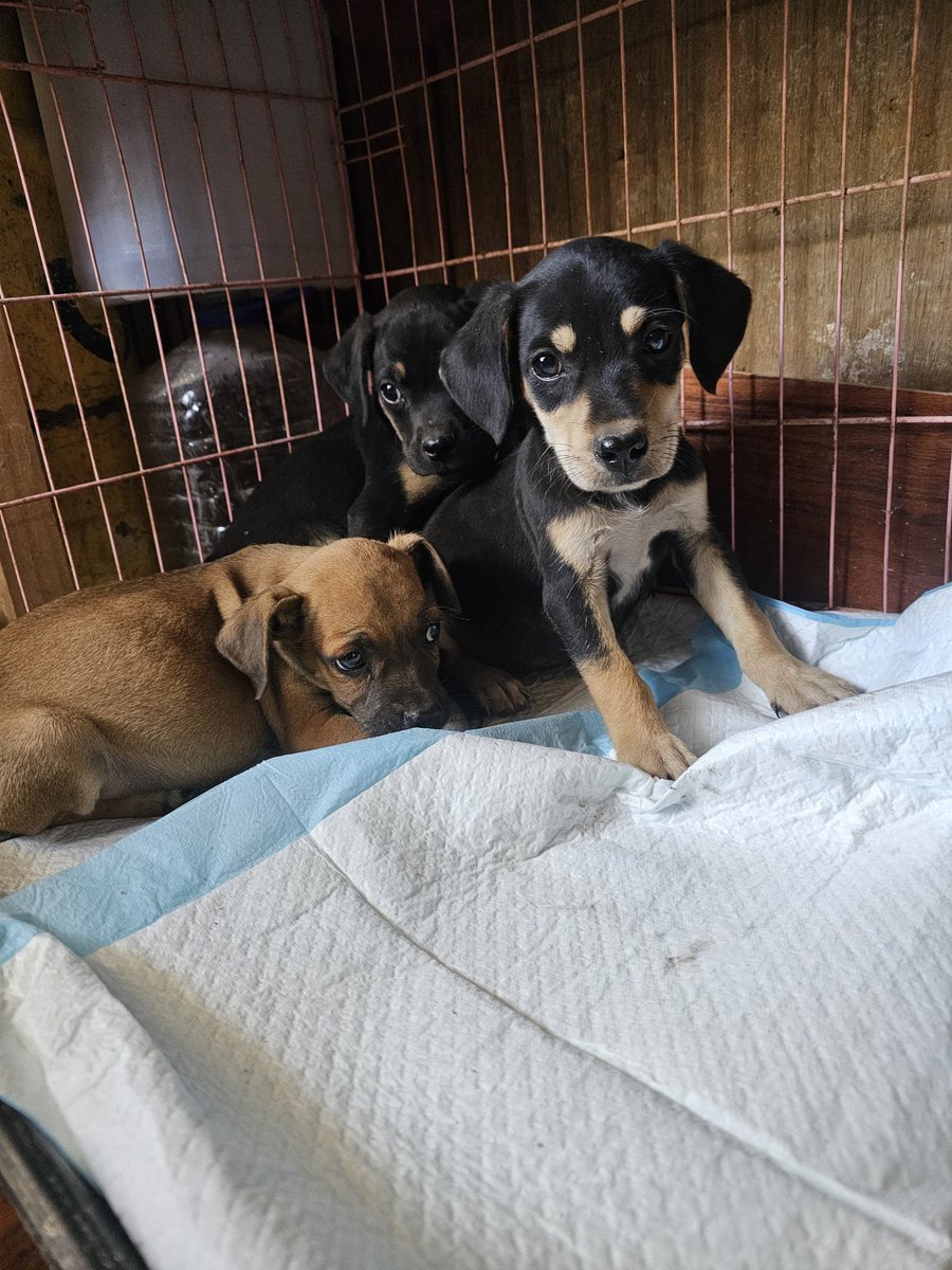 Solange Palacios 🐾💕 tweet media