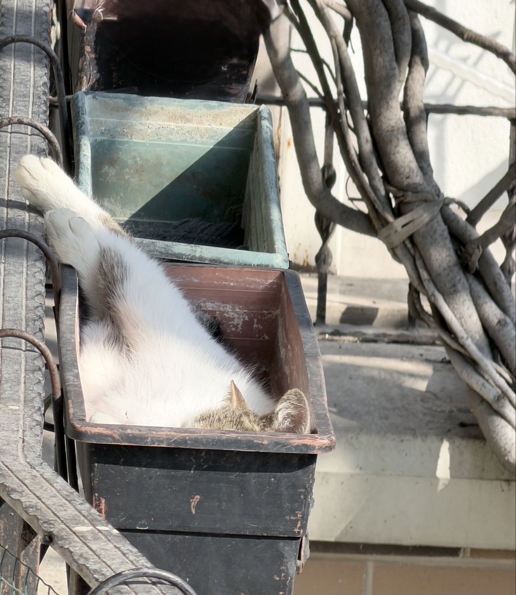 zeynep ekşi tweet media