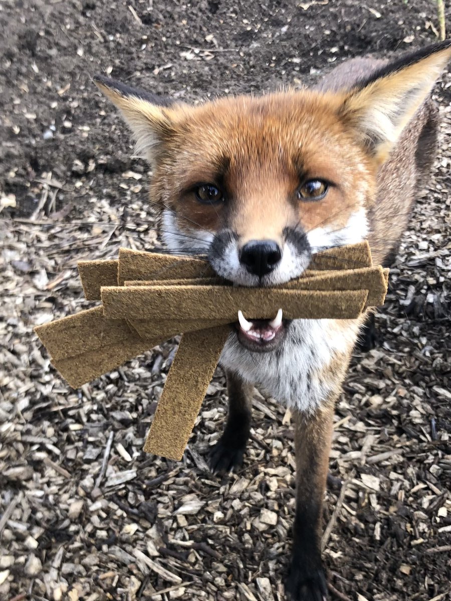 Gav B ♉ (Duke/Earl/Count/Ninja) tweet media