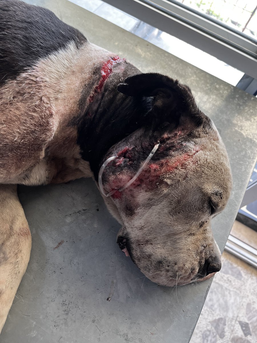 Diego Canales tweet media