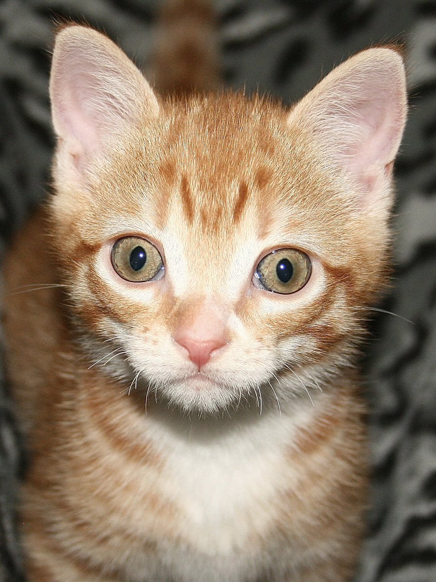 Cole & Marmalade tweet media