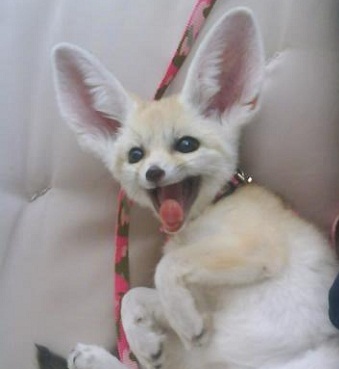 Fennec Every Hour! (@fenneceveryhr) on Twitter photo 