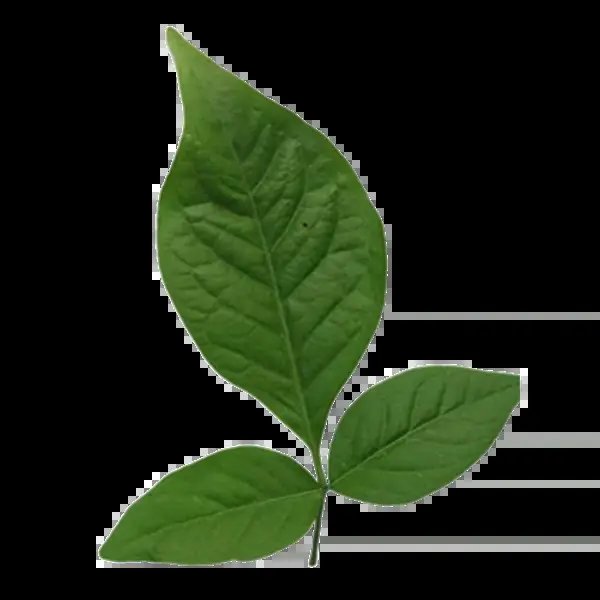 Prashant tweet media