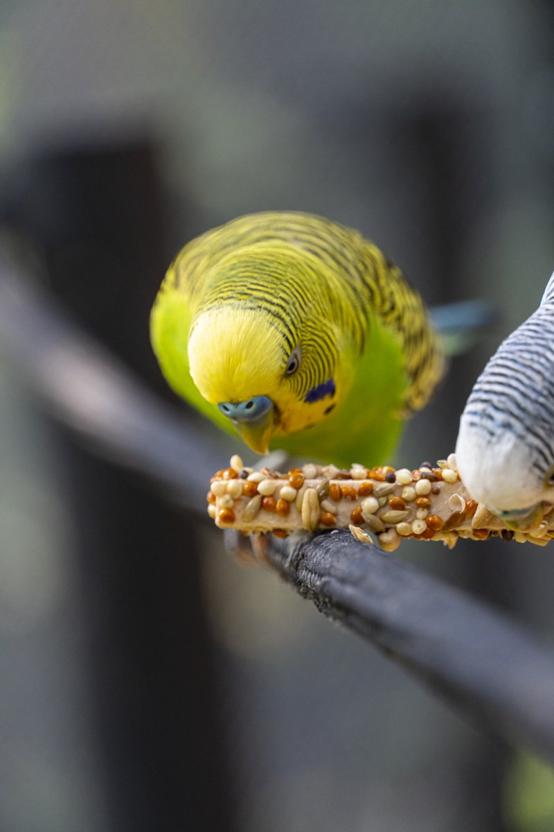 Northern Parrots tweet media