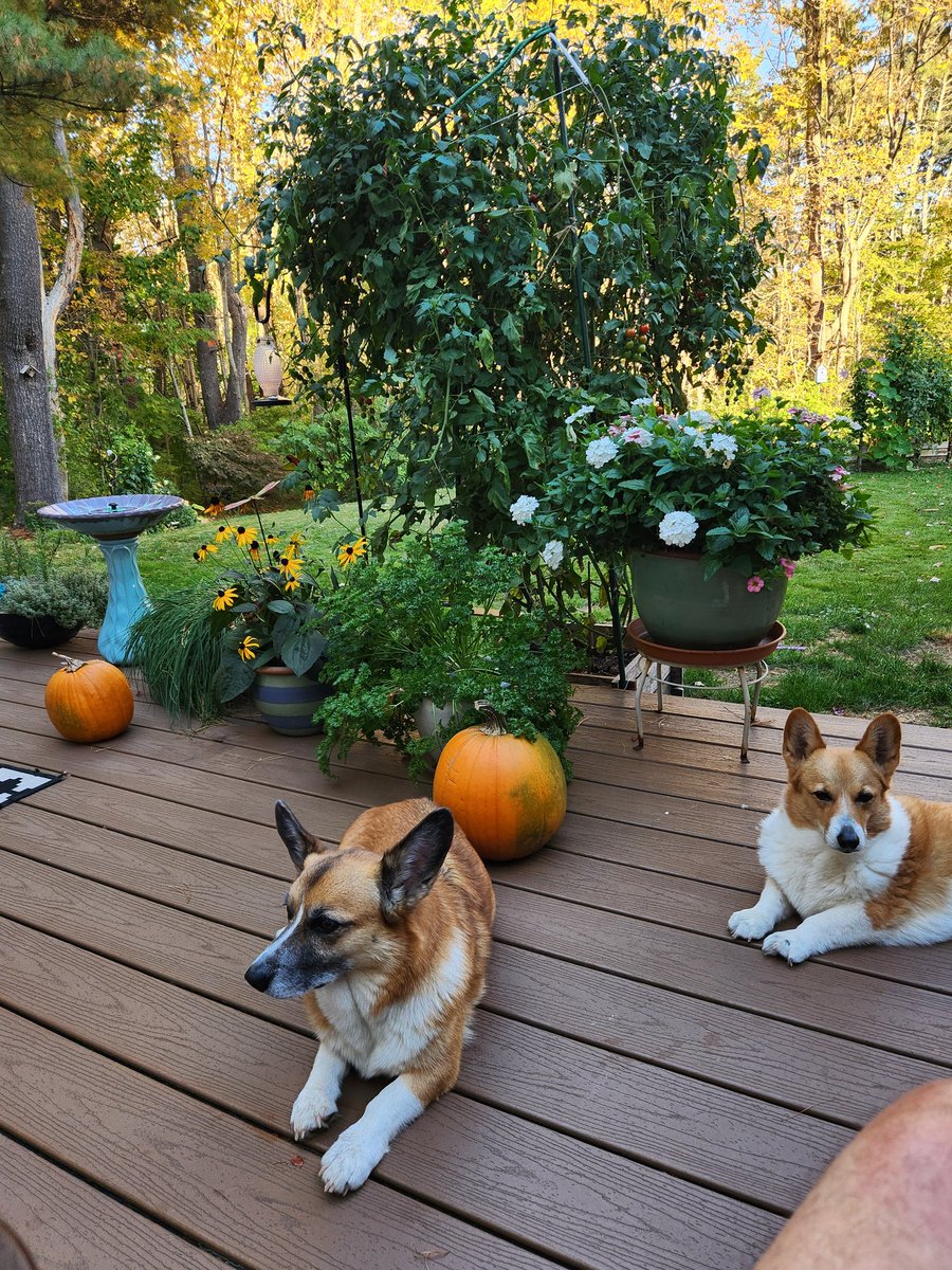 wld hare24 tweet media