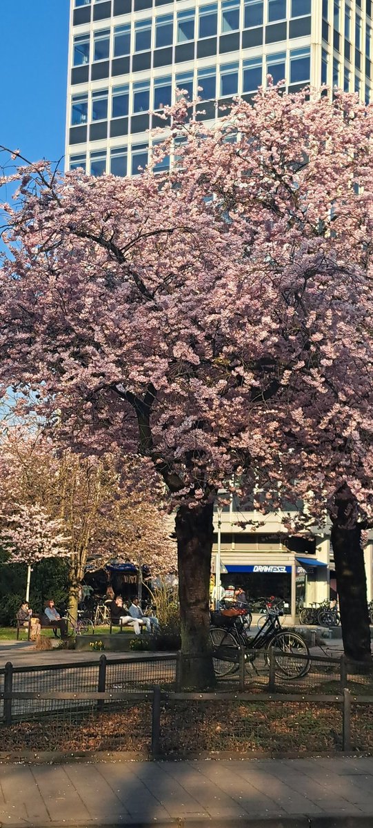 und die schönen Blüten 🐭🥰