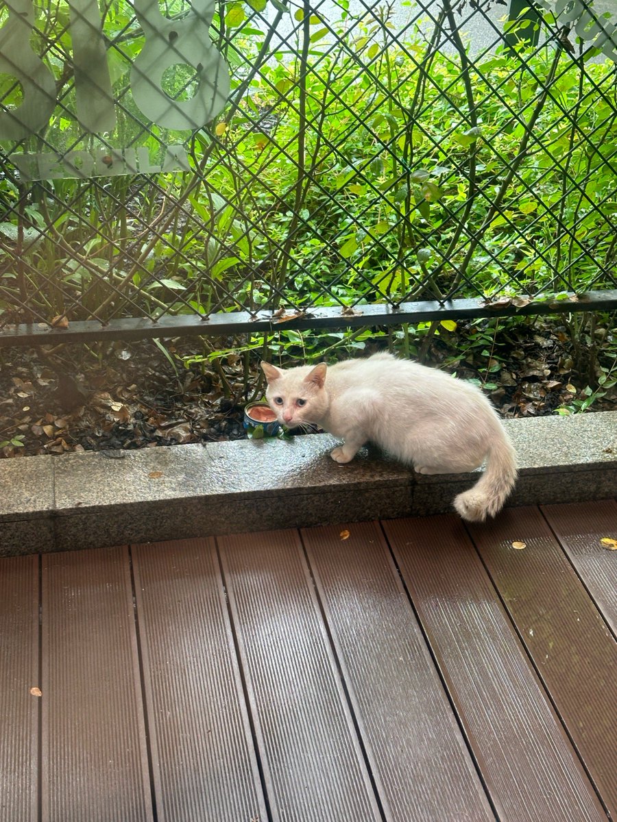 song bird tweet media