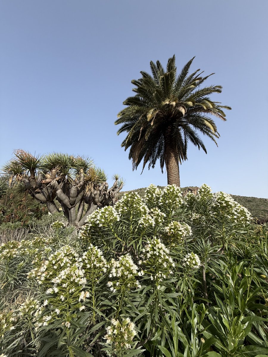 Peter Timmermans tweet media