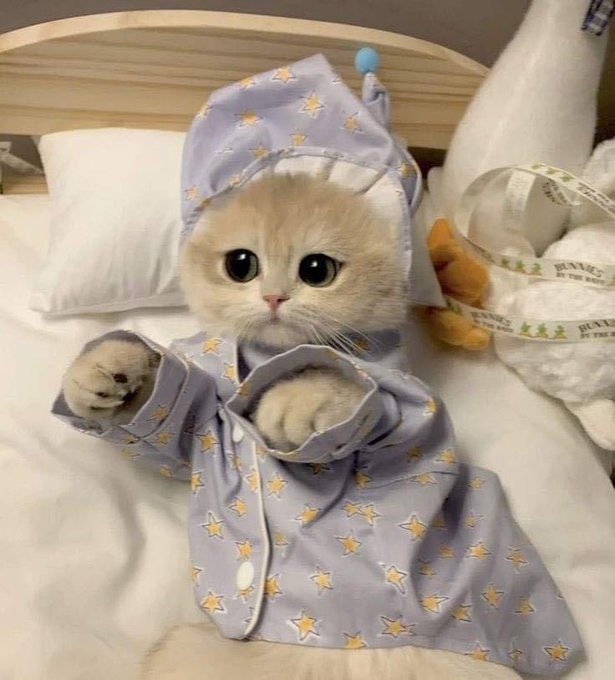 هل انت عبيط! tweet media