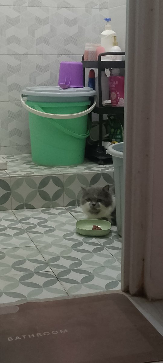 Pet Sitter and cleaning Jogja tweet media