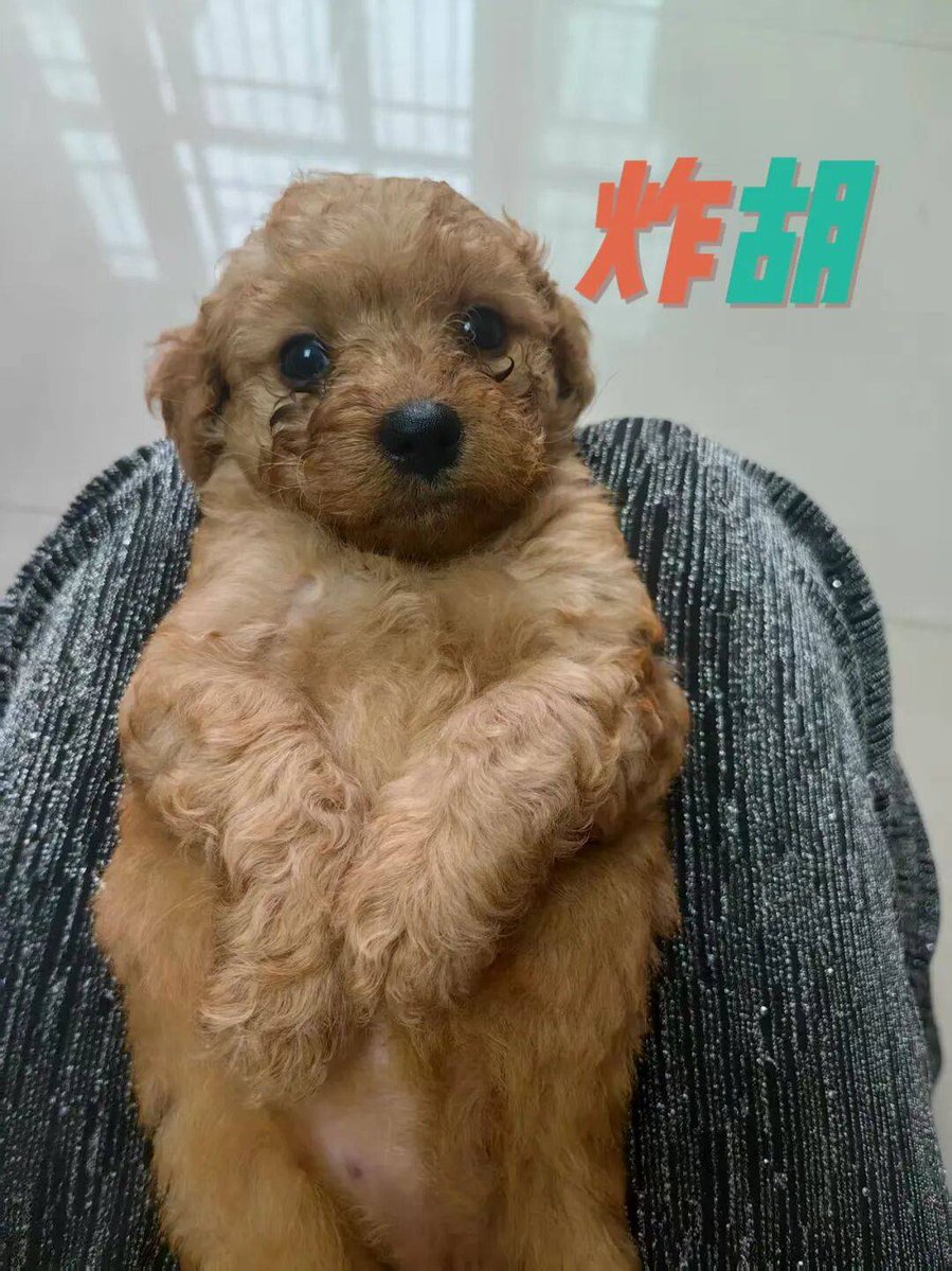 DAIANE DE S SILVA tweet media