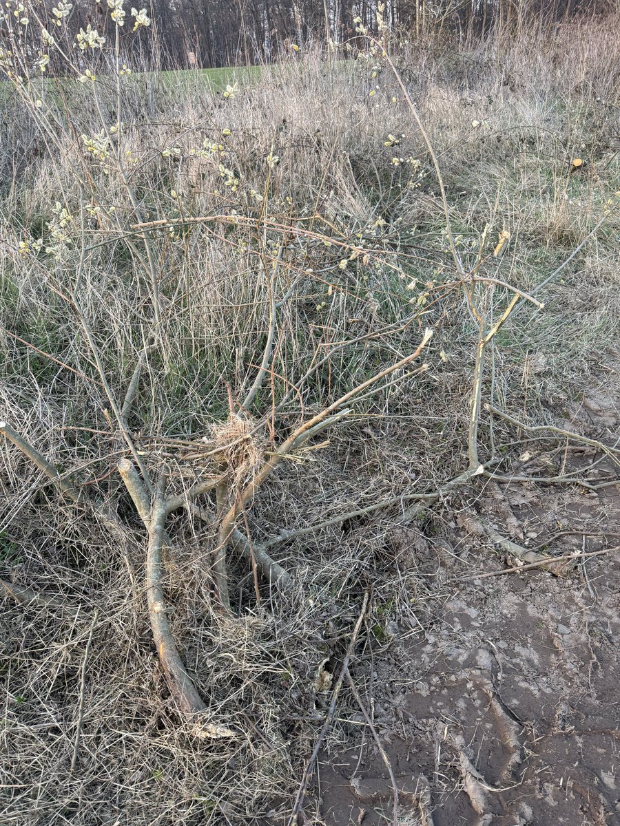 Matthias_C 📯 tweet media