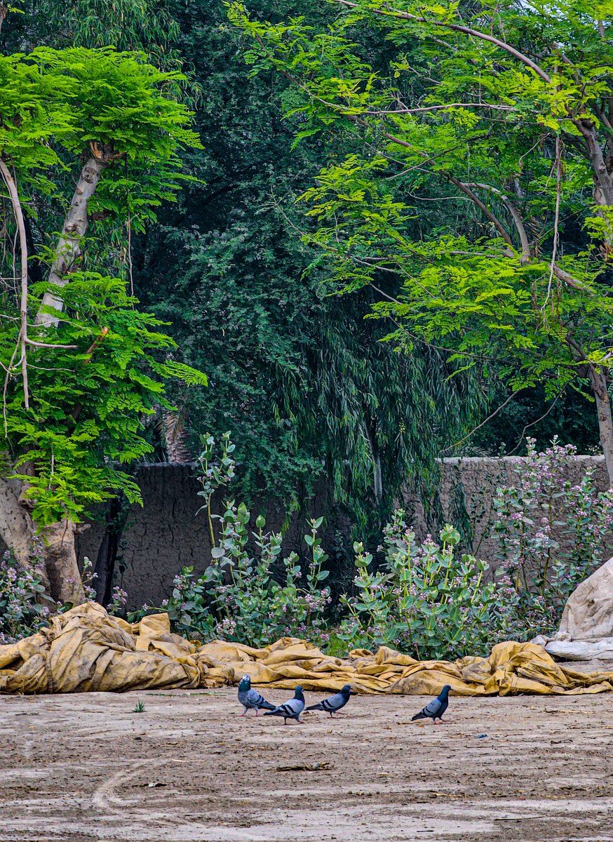 Mahwish 🍉 tweet media