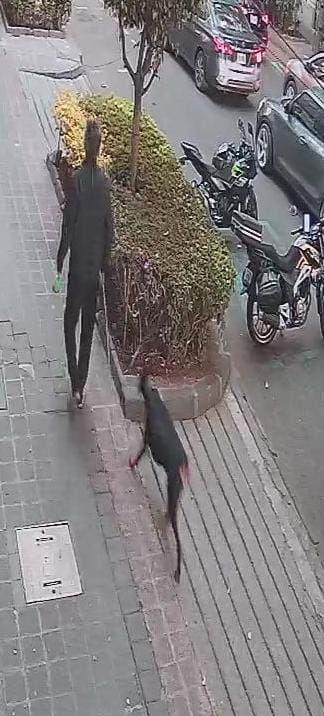 La Colonia Juárez tweet media