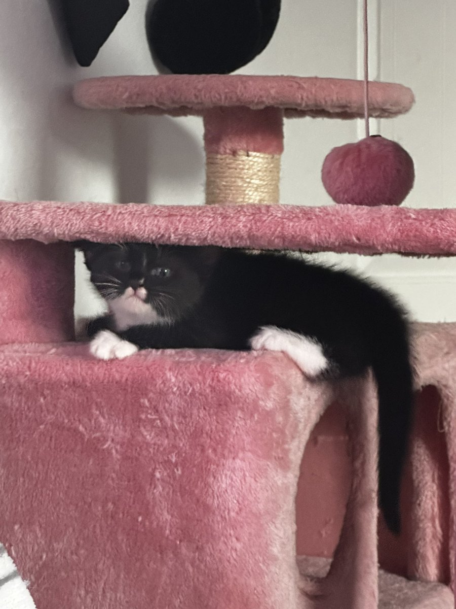 burger cat tweet media