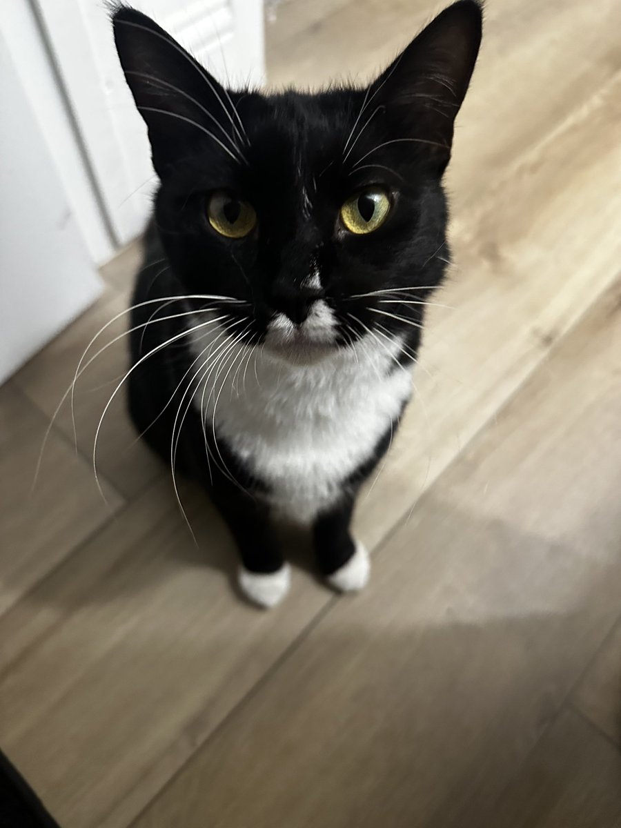 burger cat tweet media