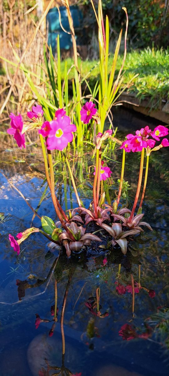 Sutton birder tweet media