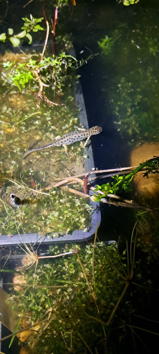 Sutton birder tweet media