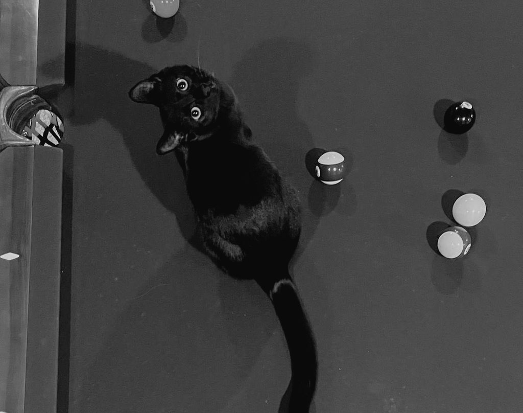 Käḷäḅ tweet media