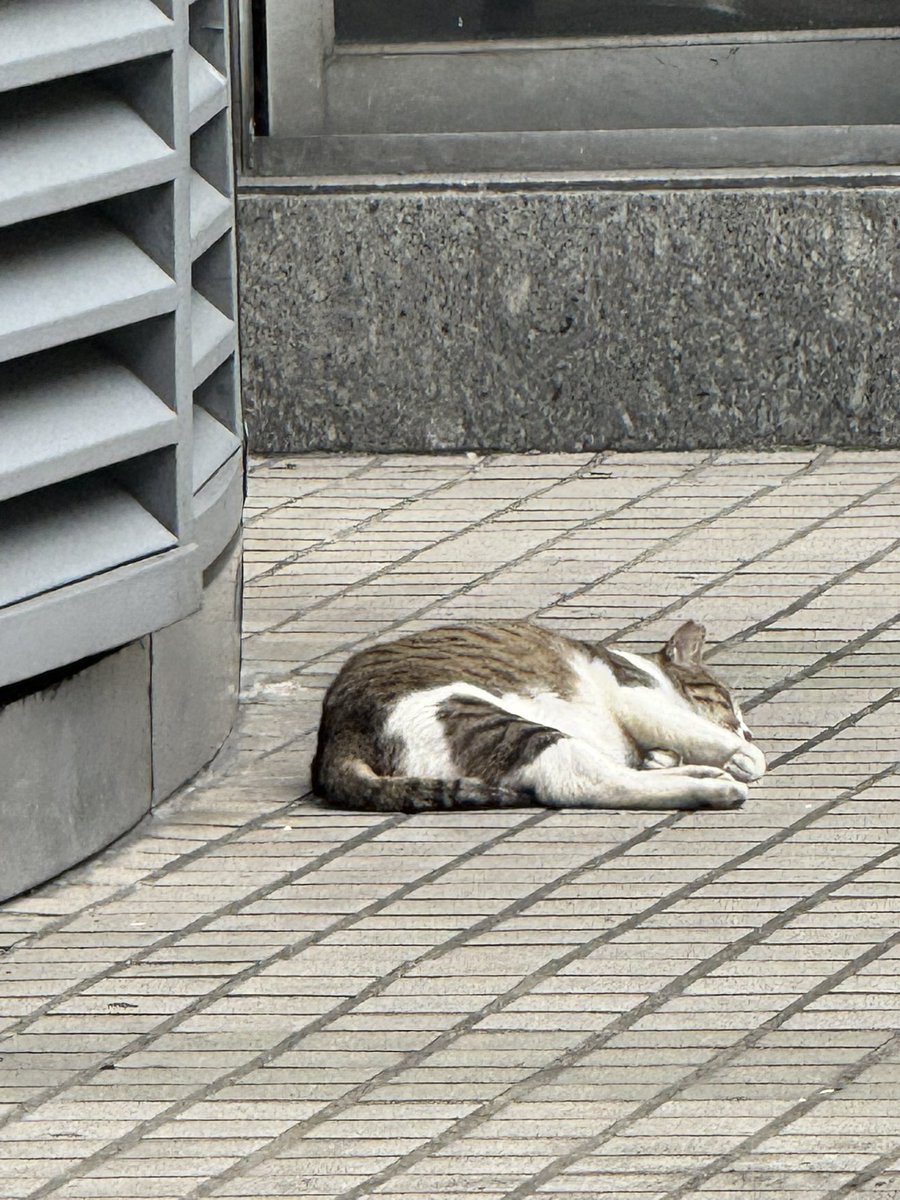 budzyi's tweet photo. my bad for being ia, uni is kicking my ass 😸 #LifeCheck https://t.co/OvE6COLnX0