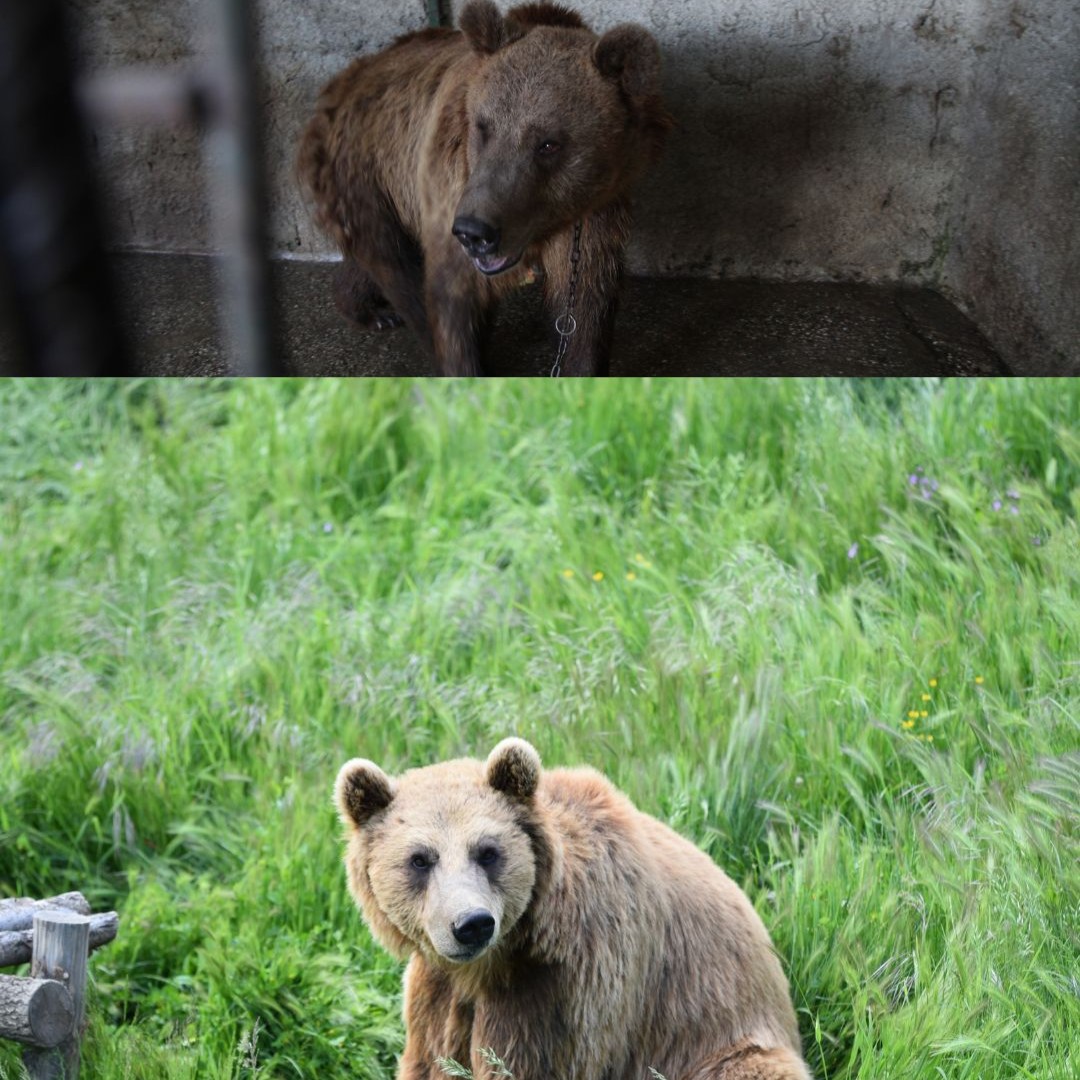 FOUR PAWS International tweet media