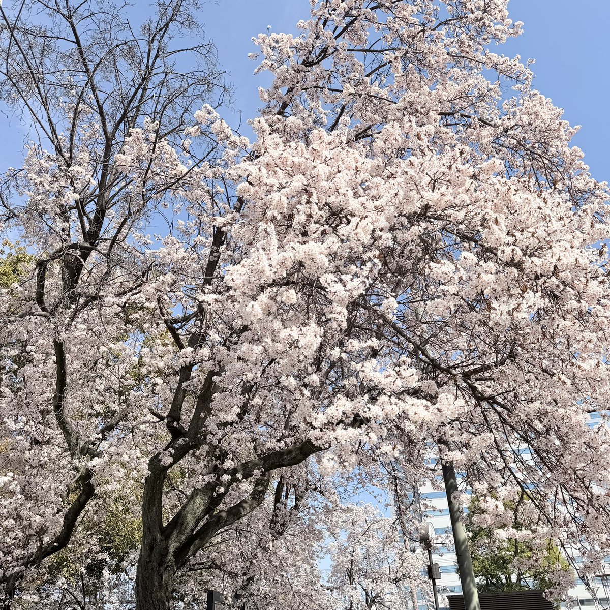 大阪城公園の桜🌸
#晴れ風action
