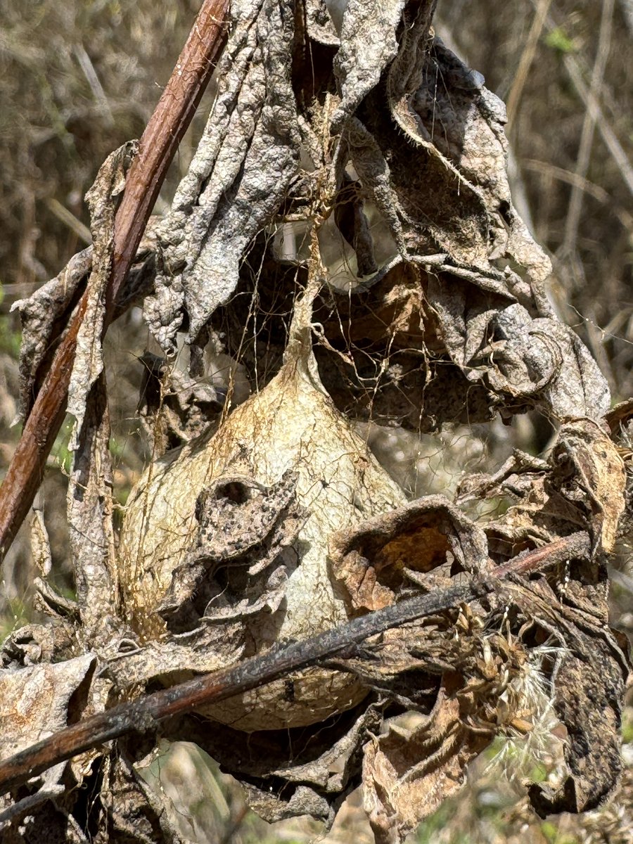 Kim Collazo tweet media