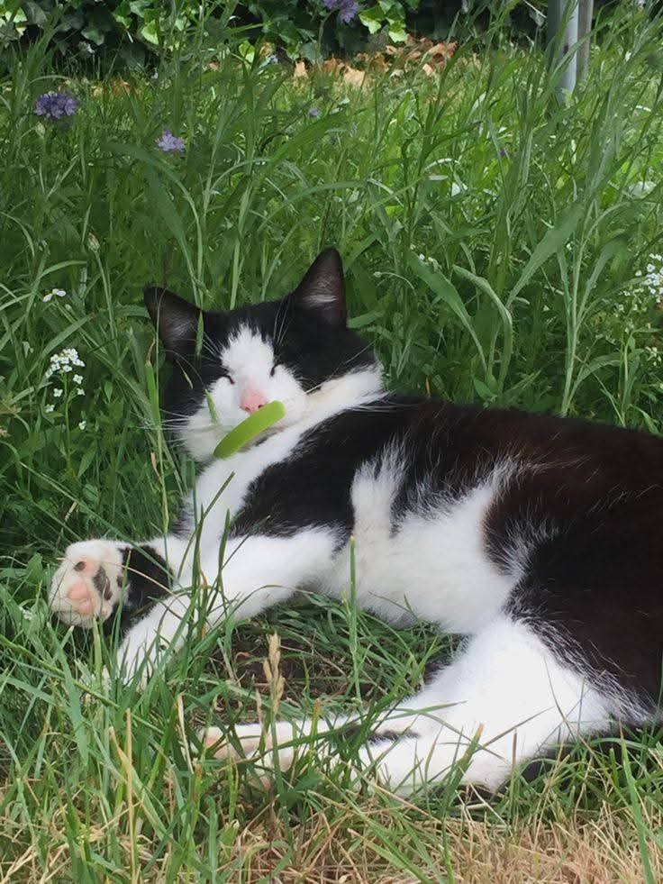 Purely Green tweet media