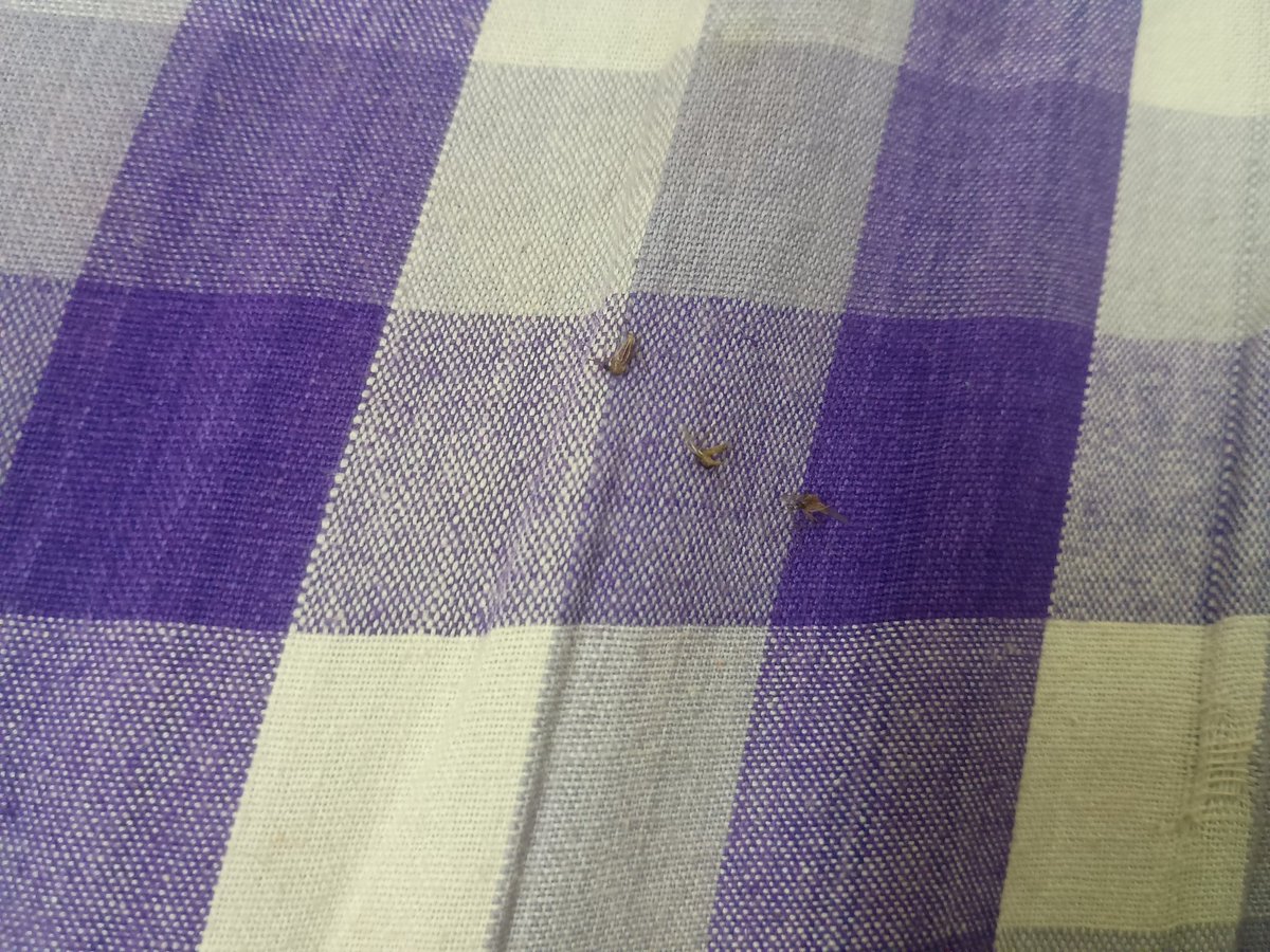 90's ECF tweet media