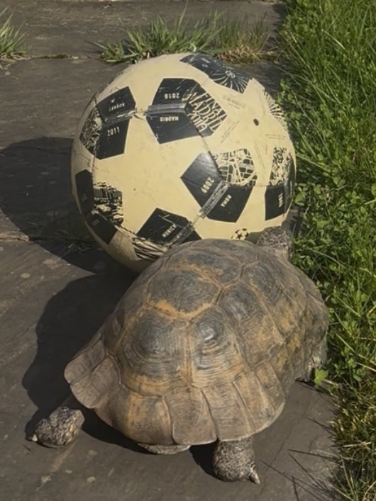 Patrick Ottley-O'Connor tweet media