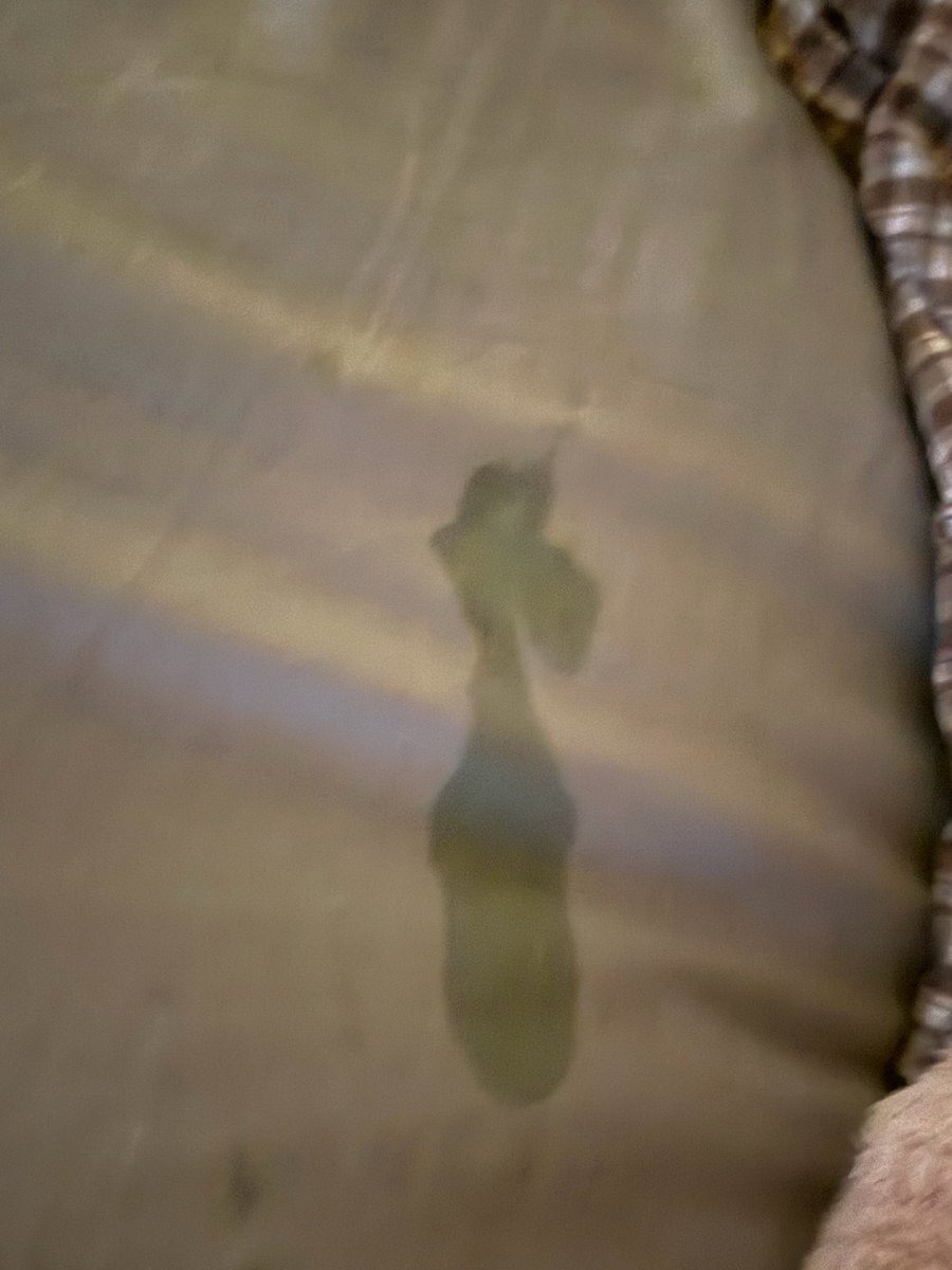 椰子油🌫️ tweet media