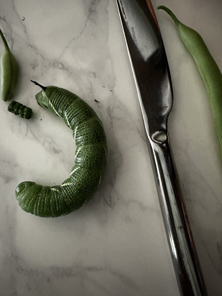 HighDesertHerbs tweet media