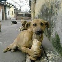 pansa taringuera tweet media