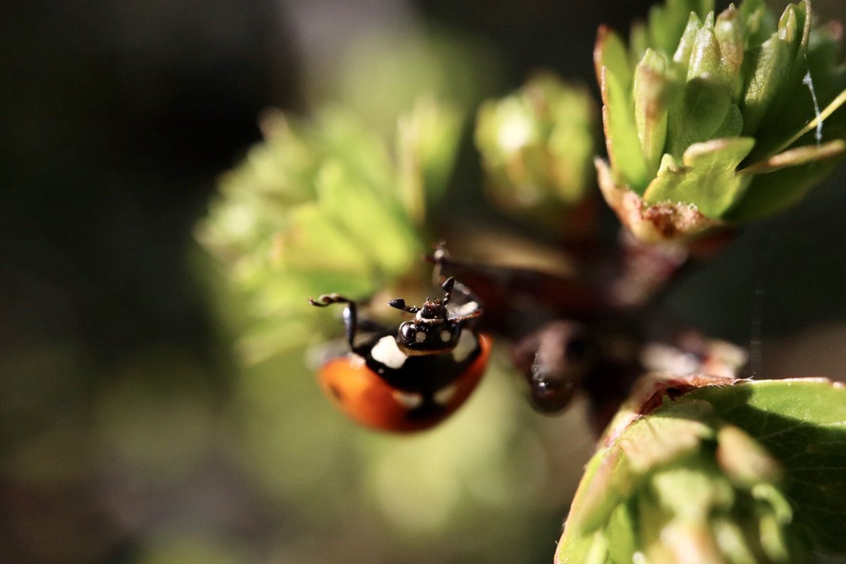 Sarah coxh tweet media