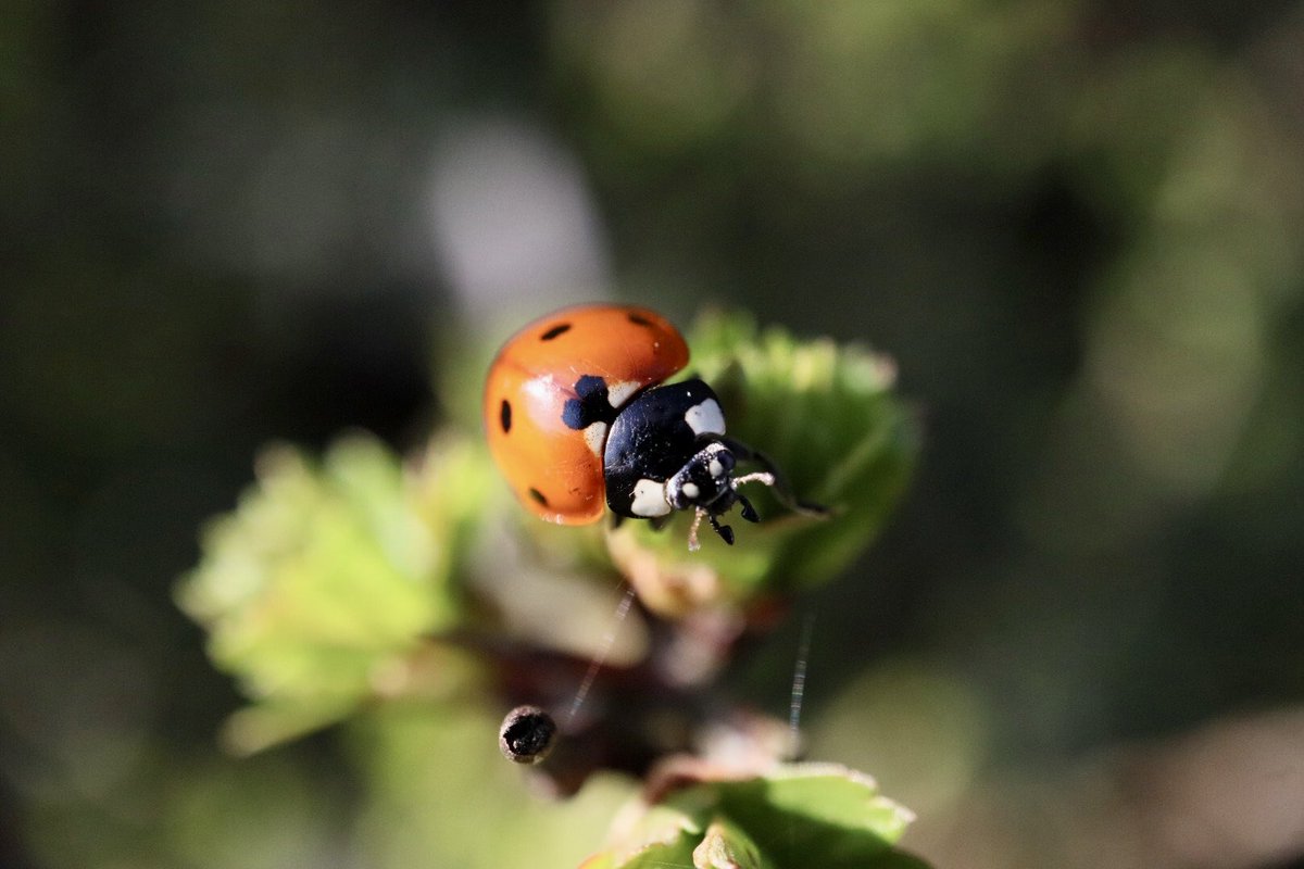 Sarah coxh tweet media