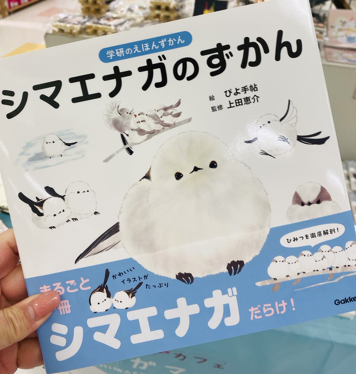 シマエナガマーケット札幌 さっぽろ東急百貨店8階 #ハンズ札幌店 8階