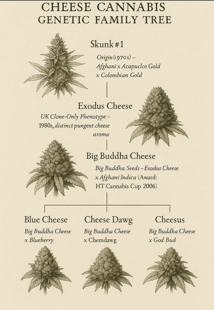 Skunk City Genetics tweet media