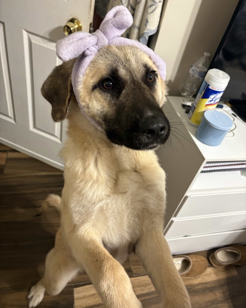 Memphis Humane Society tweet media