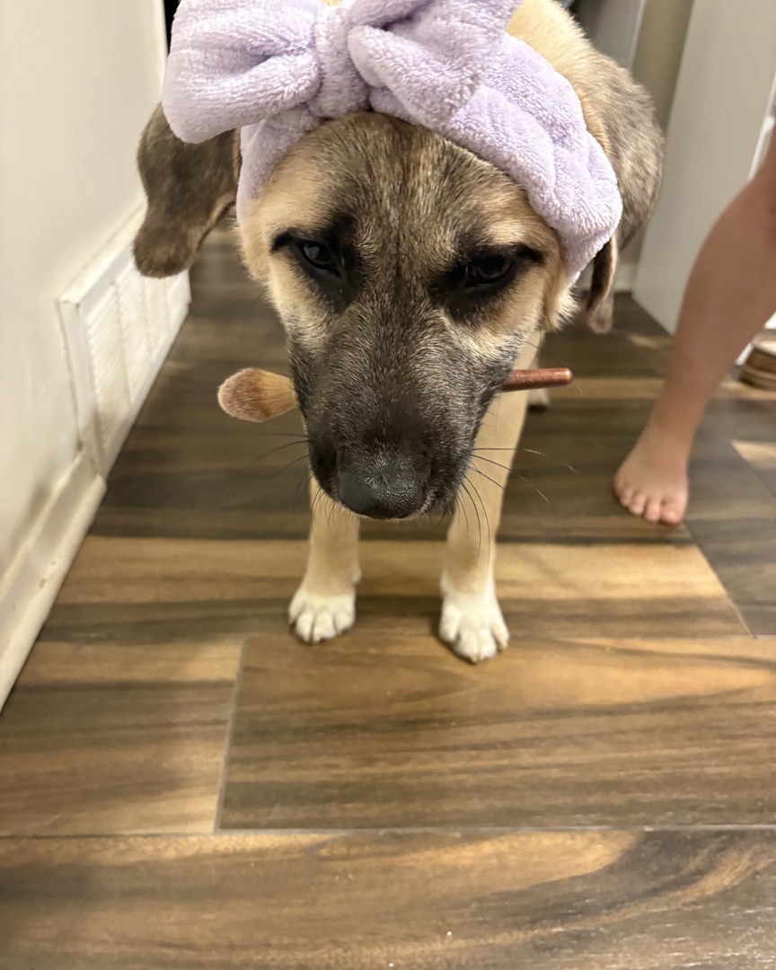 Memphis Humane Society tweet media