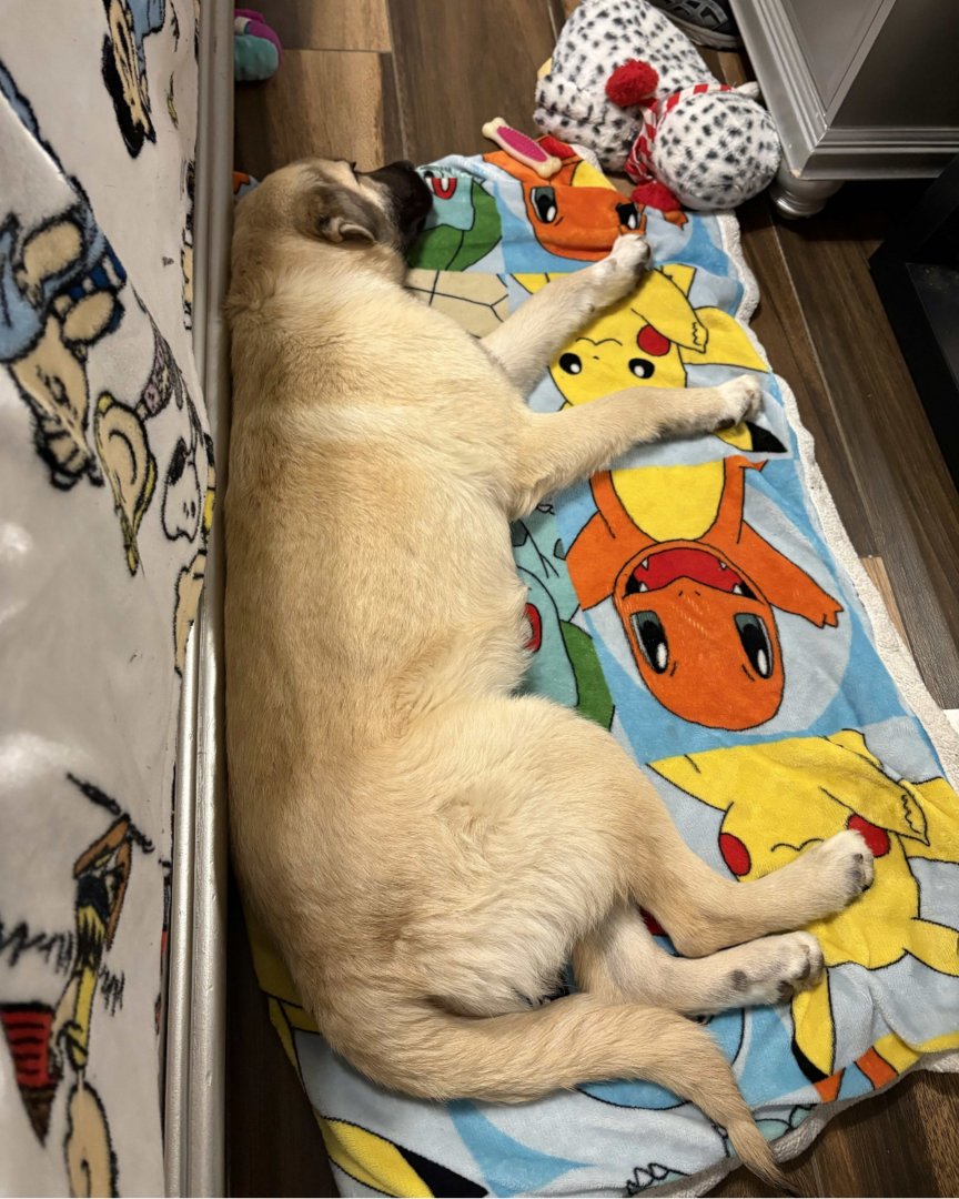 Memphis Humane Society tweet media