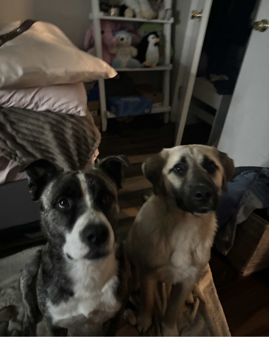 Memphis Humane Society tweet media