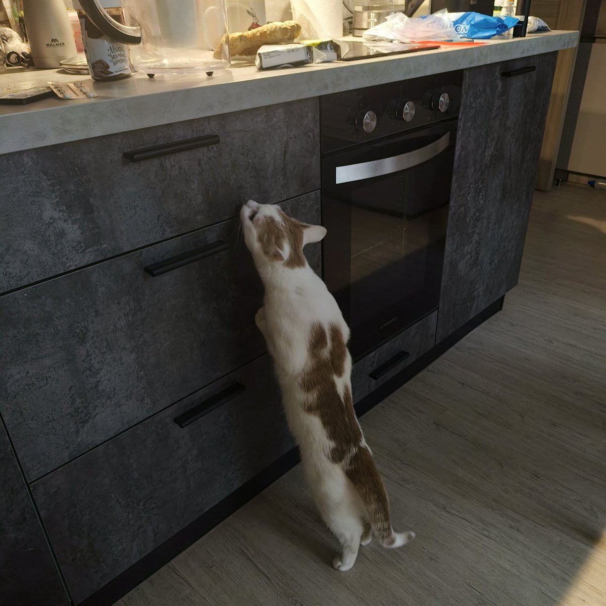 хриб tweet media