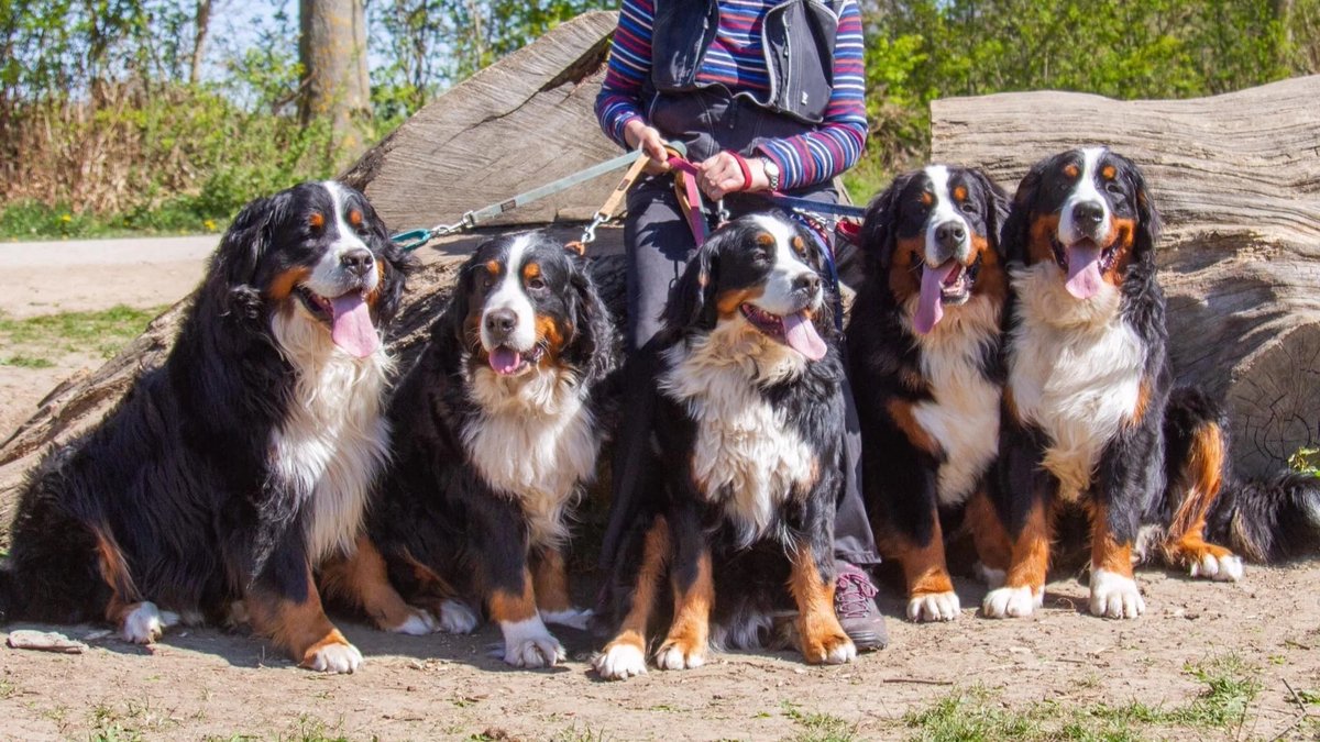 🇨🇭🌲Eric, CEO of the Swiss🌲🇨🇭 tweet media