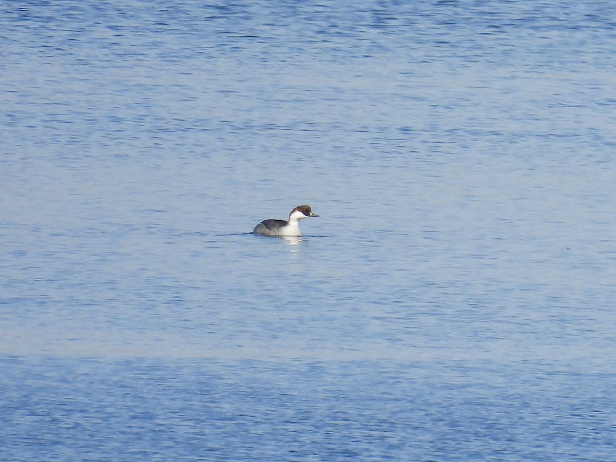 Frank Ryan tweet media