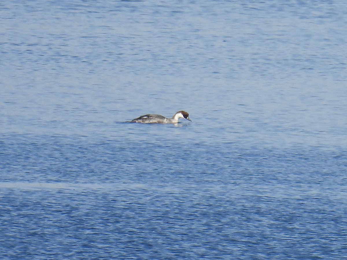 Frank Ryan tweet media